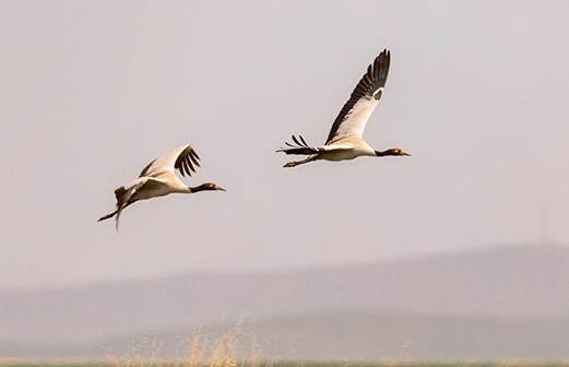 水天一色任鳥飛