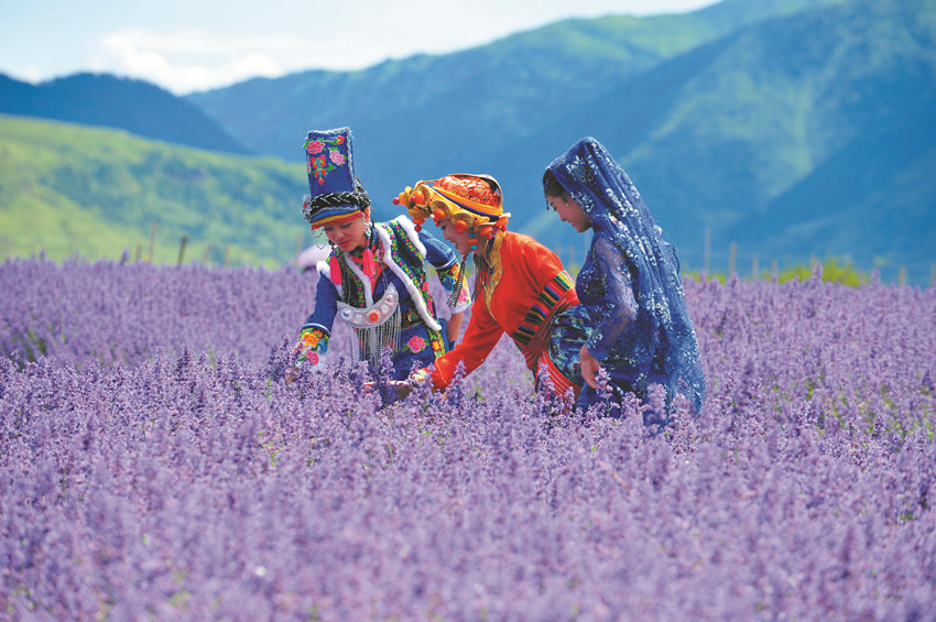 薰衣草種植基地收獲季。松潘縣委宣傳部供圖