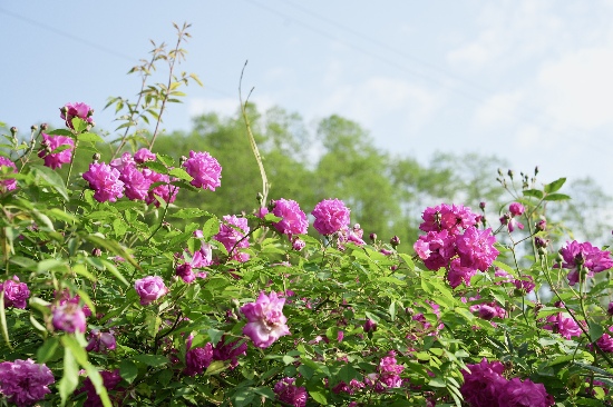 寶山村百里薔薇花。彭州寶山村供圖