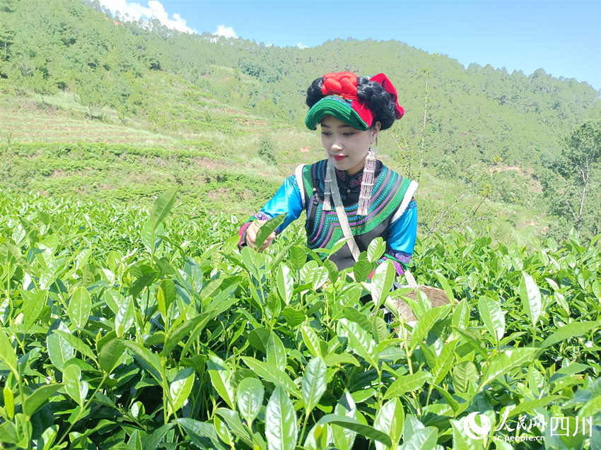 采摘夏茶。吳舒婷攝