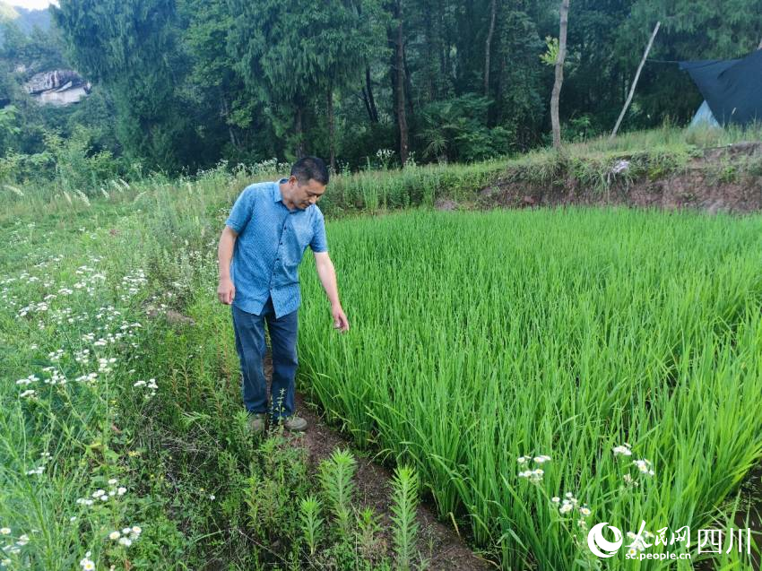 綠色種植的稻米全部農(nóng)家樂自銷。趙斌攝