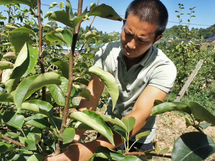 潘洪全為果樹(shù)修枝。蒼溪縣融媒體中心供圖