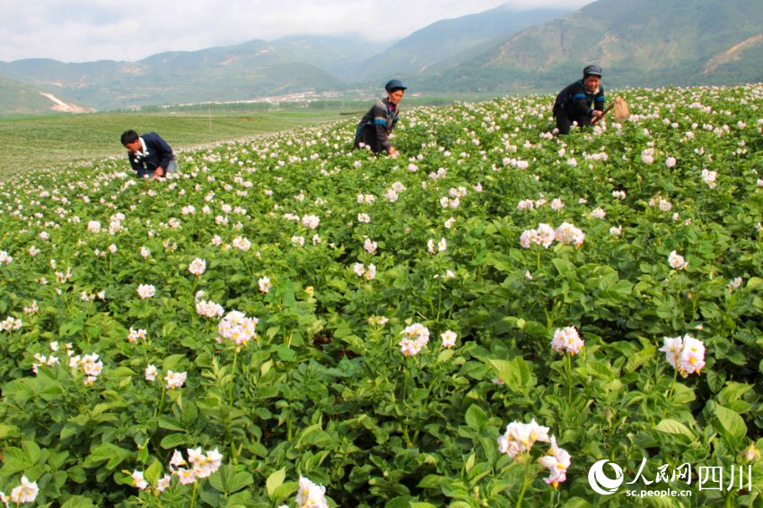 布拖是涼山州土豆種植大縣，土豆品質(zhì)優(yōu)越。蘇呷此色攝