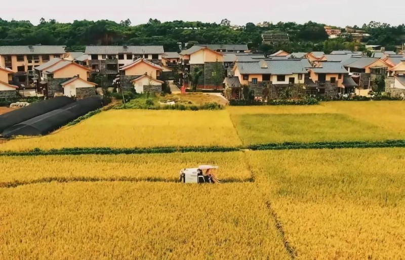 迎豐收盛會(huì)，賞醉美雙流。雙流區(qū)農(nóng)業(yè)農(nóng)村局供圖