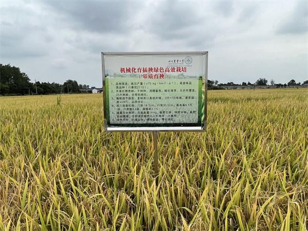 在大邑縣安仁鎮(zhèn)，川康優(yōu)2115長(zhǎng)勢(shì)良好。大邑融媒體中心供圖