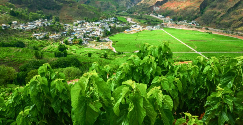 寧南是中國優(yōu)質繭絲生產基地，圖為長勢良好的桑田。寧南縣委宣傳部供圖