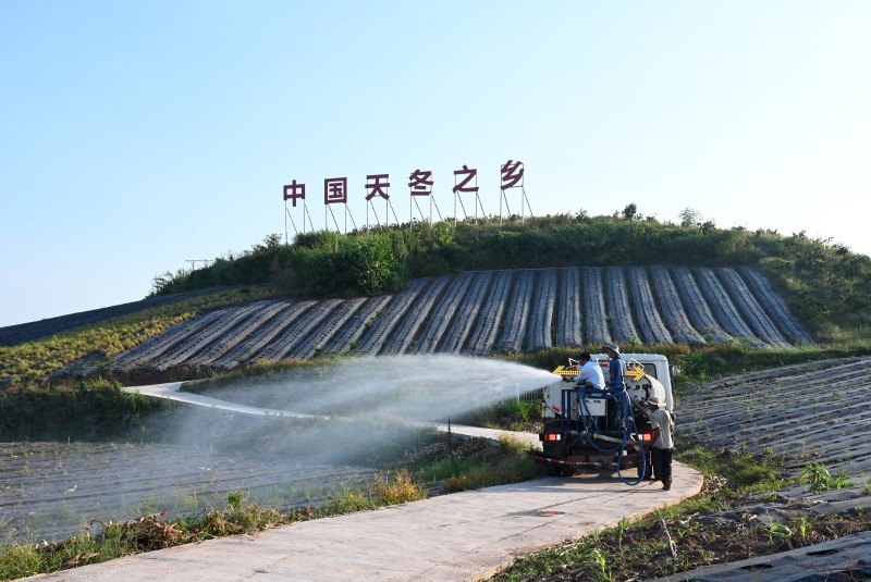 “中國天冬之鄉(xiāng)”——內(nèi)江東興區(qū)抗旱保苗。東興區(qū)融媒體中心供圖