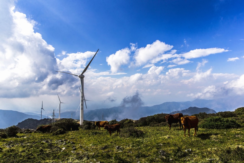 高山上的風力發(fā)電場，牛兒悠閑吃草。喜德縣委宣傳部供圖