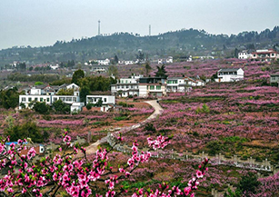 成都市龍泉驛區(qū)桃源村：按照建設(shè)城市森林公園新門戶、打造全域鄉(xiāng)村旅游新高地、創(chuàng)建鄉(xiāng)村振興示范新樣板的目標(biāo)，大力發(fā)展“天府桃花源”民宿聚落和“夜爬龍泉山”等新興業(yè)態(tài)。