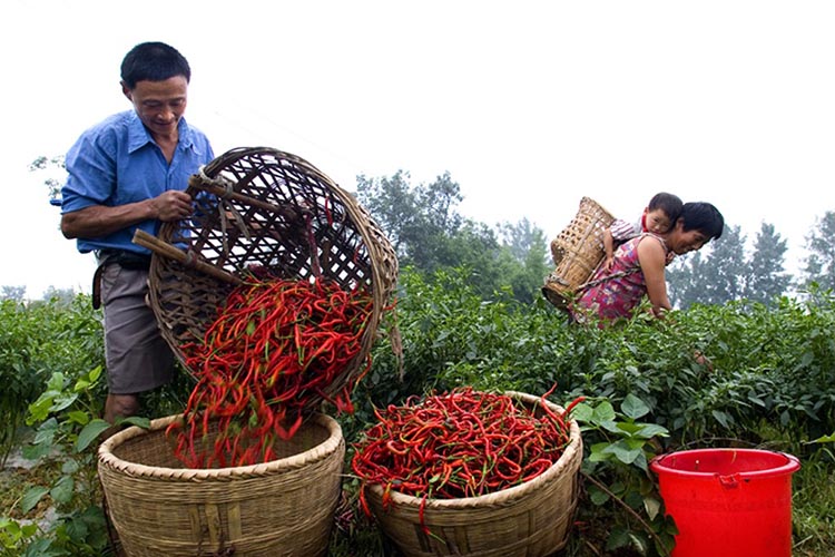 國家地標(biāo)保護(hù)產(chǎn)品牧馬山二荊條。永安鎮(zhèn)供圖