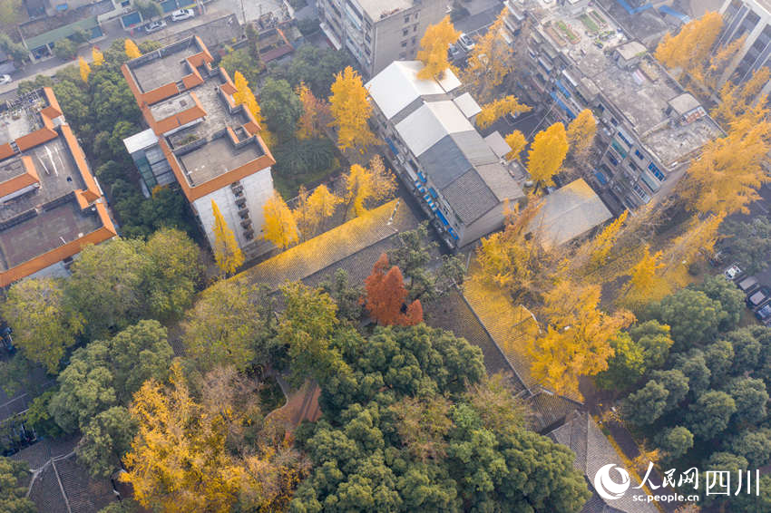 冬日銀杏扮靚城市街景。翁光建攝