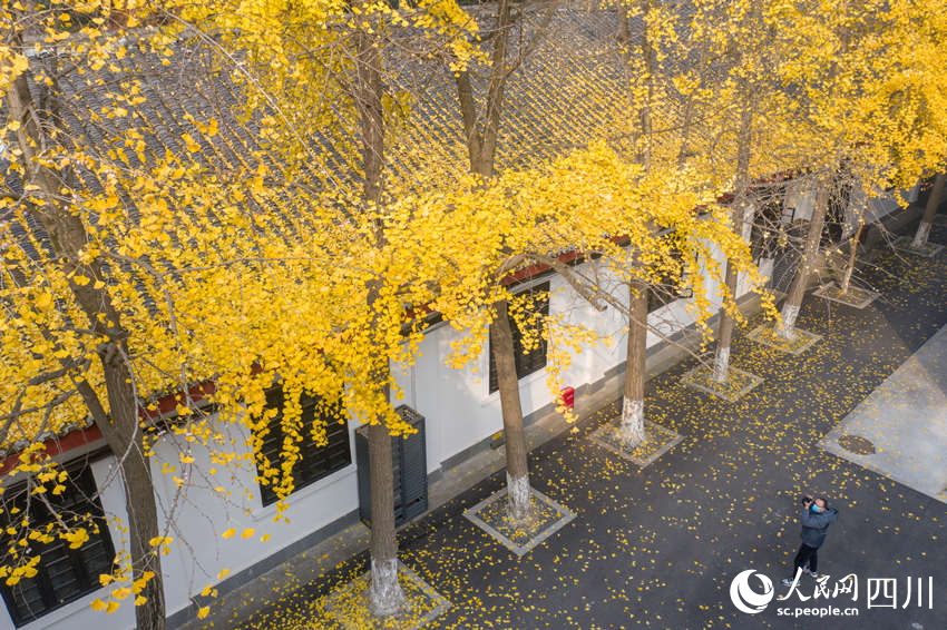 冬日銀杏扮靚城市街景。翁光建攝