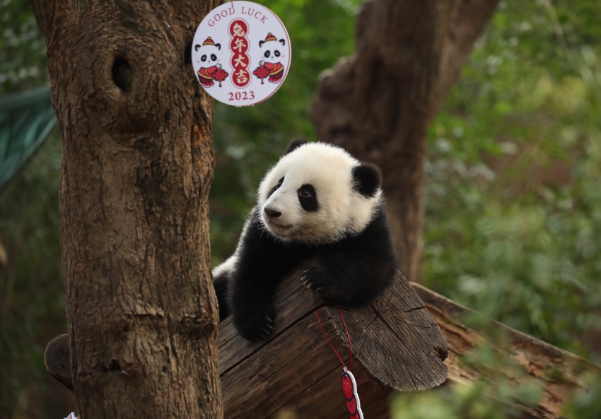 大熊貓萌亮相送祝福。成都大熊貓繁育研究基地供圖