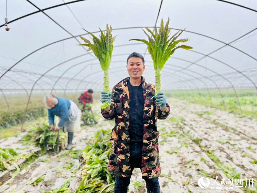 種植戶趙世林展示豐收的蔬菜。人民網(wǎng)朱虹攝