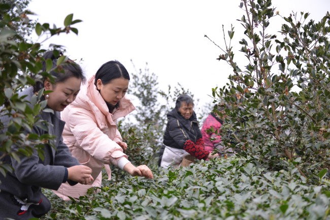 村民正在采摘茶葉。蔣兵供圖