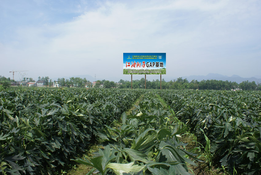 綿陽江油市GAP附子基地