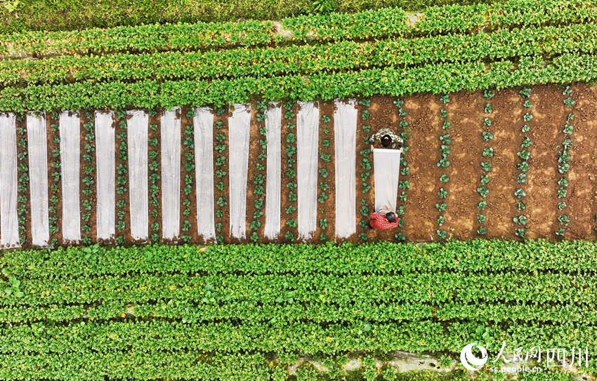 村民在錦屏鎮(zhèn)中壩社區(qū)蔬菜種植基地勞作。劉永紅攝