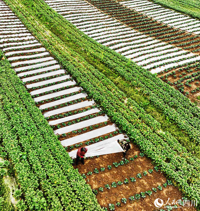 村民在錦屏鎮(zhèn)中壩社區(qū)蔬菜種植基地勞作。劉永紅攝