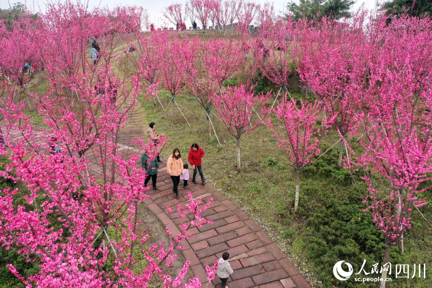 市民踏青賞、休閑游玩。 張啟富攝