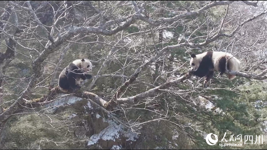 正在樹上的兩只成年大熊貓。孟昱攝