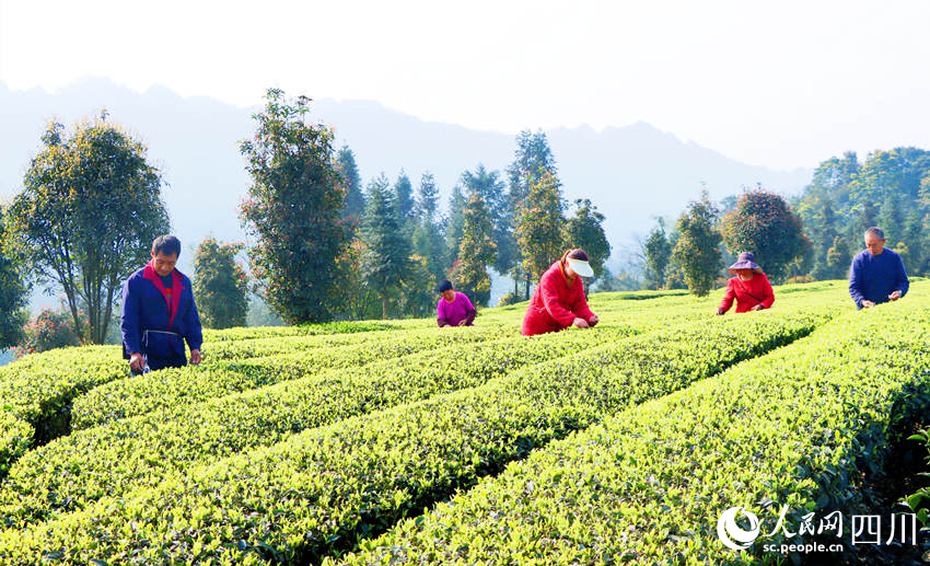 茶農(nóng)們正在采摘茶葉。陳曉芳攝