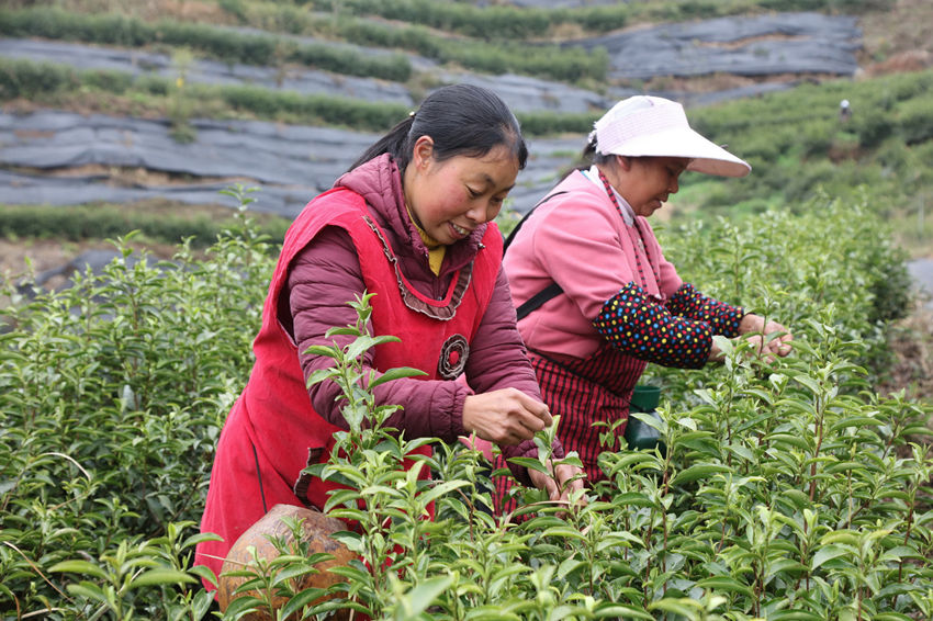 茶農(nóng)們正在采摘茶葉。 馬發(fā)海攝