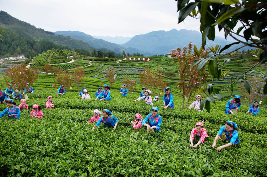 孩子們正在茶園體驗(yàn)采茶。伍胡榕攝