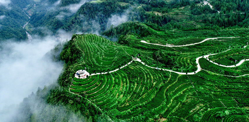 航拍萬源市的富硒茶園。謝長智攝