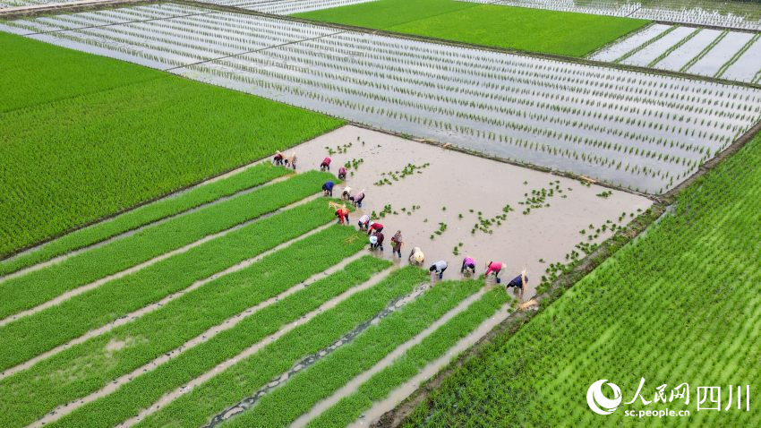 在眉山市彭山區(qū)制種基地，工人們正在田間起水稻母本秧苗。翁光建攝