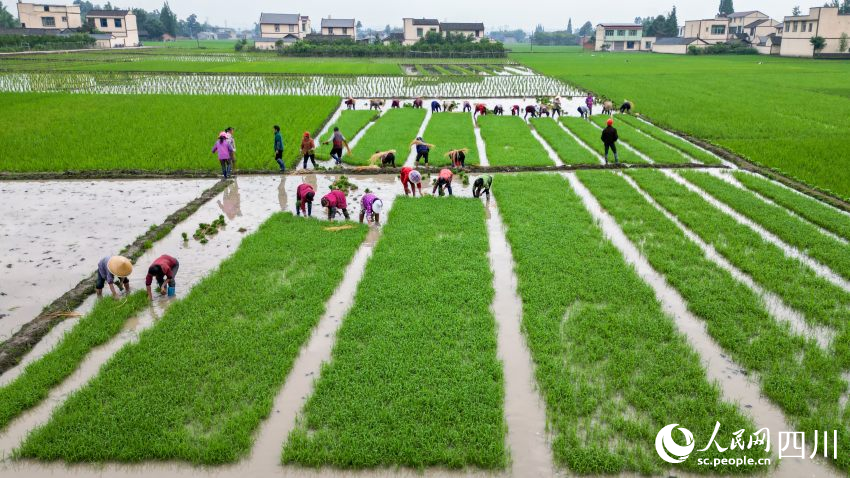 在眉山市彭山區(qū)制種基地，工人們正在田間起水稻母本秧苗。翁光建攝