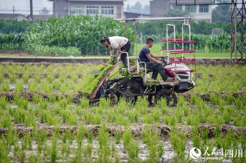 在眉山市彭山區(qū)制種基地，工人們正利用插秧機(jī)移栽水稻母本秧苗。翁光建攝