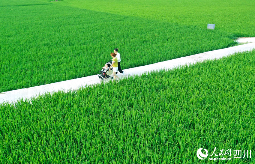 茶余飯后，村民們紛紛走出家門來到田間休閑散步，感受田園風景。廖勝春攝