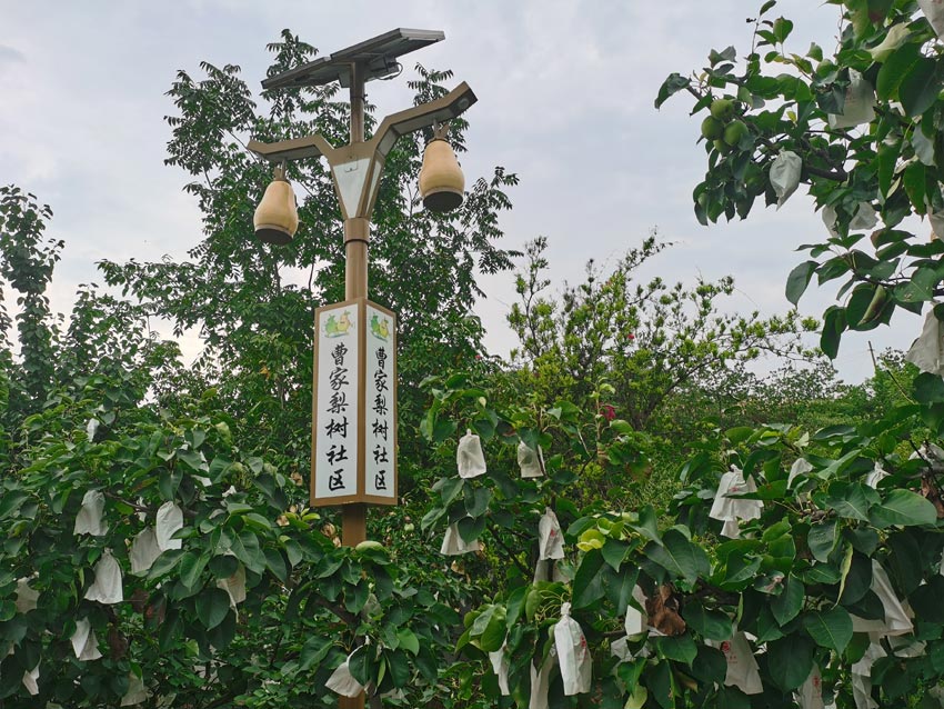 曹家鎮(zhèn)的六月雪梨園。人民網(wǎng)記者 劉海天攝