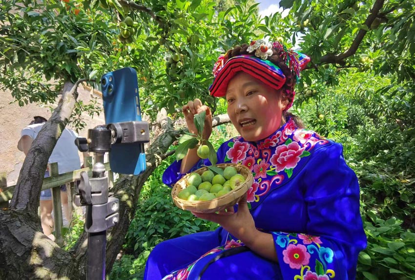 美味水果羌脆李。茂縣融媒體中心供圖