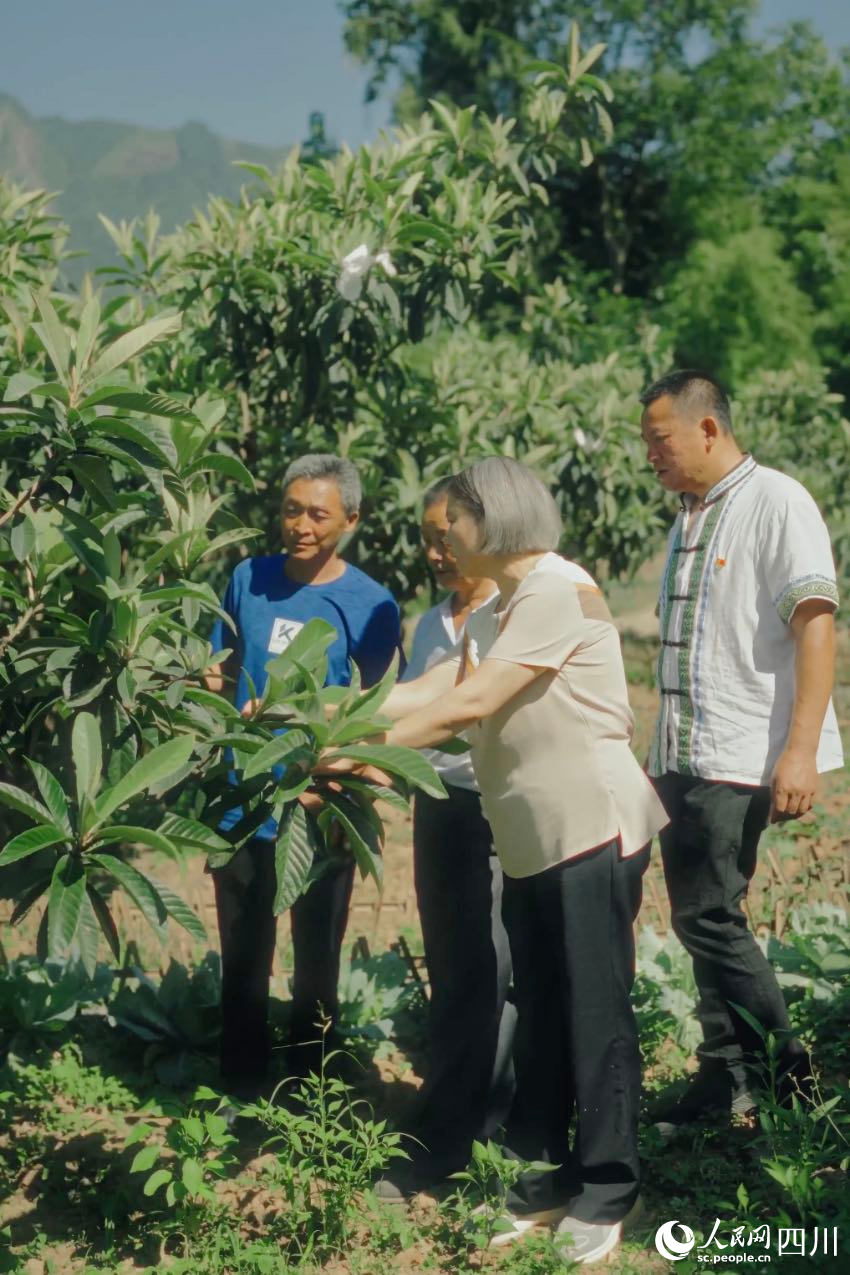 綿陽市農(nóng)科院研究員任茂瓊（前排左一）在果園里，手把手給農(nóng)戶演示如何修枝。人民網(wǎng)記者 張若涵攝