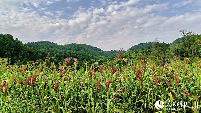 鳳凰村的高粱地。實習生 吳舒婷攝