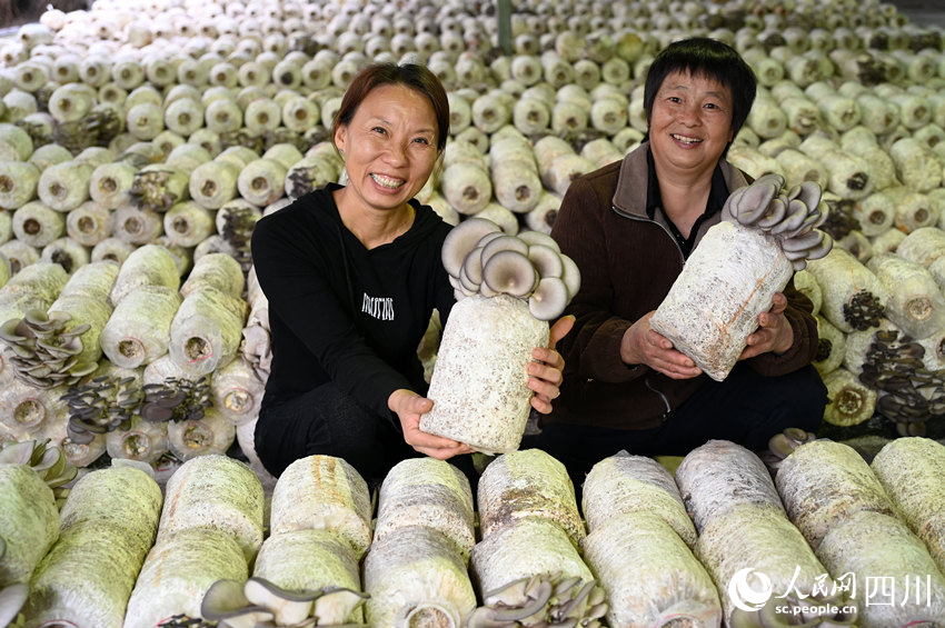 桑枝菌獲豐收。蘭自濤攝