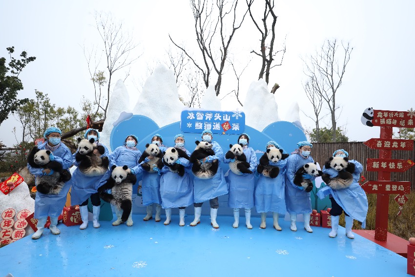 新生大熊貓合影。成都大熊貓繁育研究基地供圖