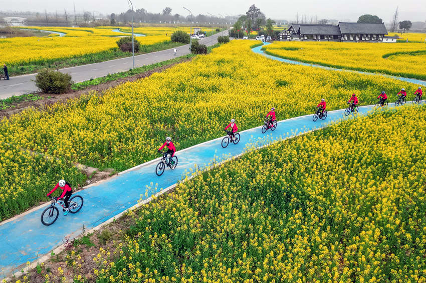 騎行愛好者在四川省眉山市彭山區(qū)“五湖四海”濕地公園綠道騎行賞花。翁光建攝