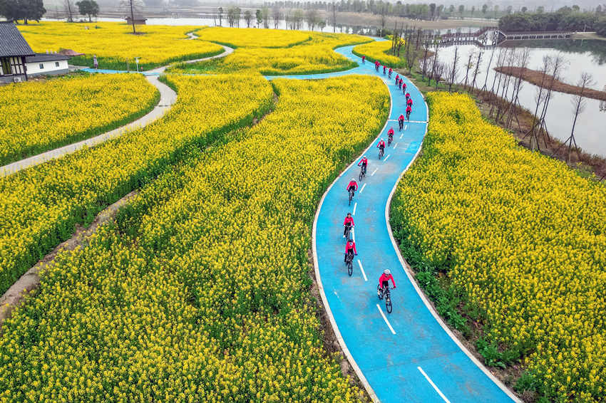 騎行愛好者在四川省眉山市彭山區(qū)“五湖四海”濕地公園綠道騎行賞花。翁光建攝