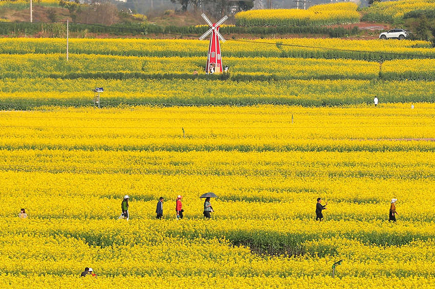 游客踏青賞花，享受春光。牟科攝