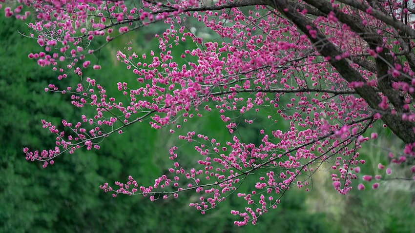 龍泉山脈，春暖花開(kāi)。嘉楠攝