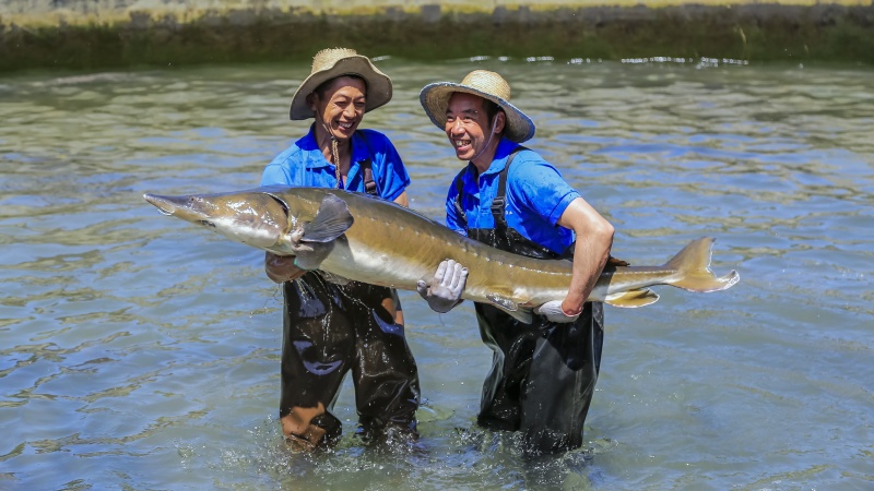 天全縣鱘魚養(yǎng)殖。余樂攝