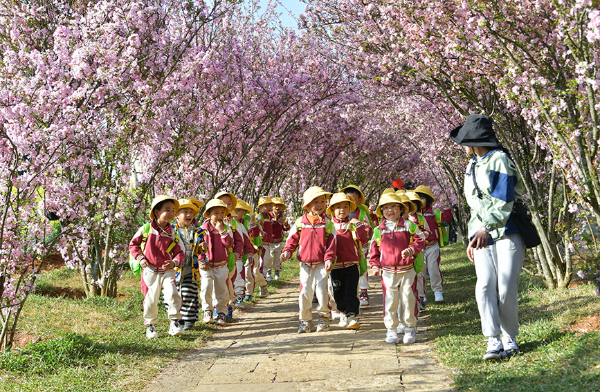 學(xué)生們?cè)诖喝绽飦淼皆颇鲜诛L(fēng)景區(qū)研學(xué)，感受大自然的魅力。石林風(fēng)景名勝區(qū)管理局供圖