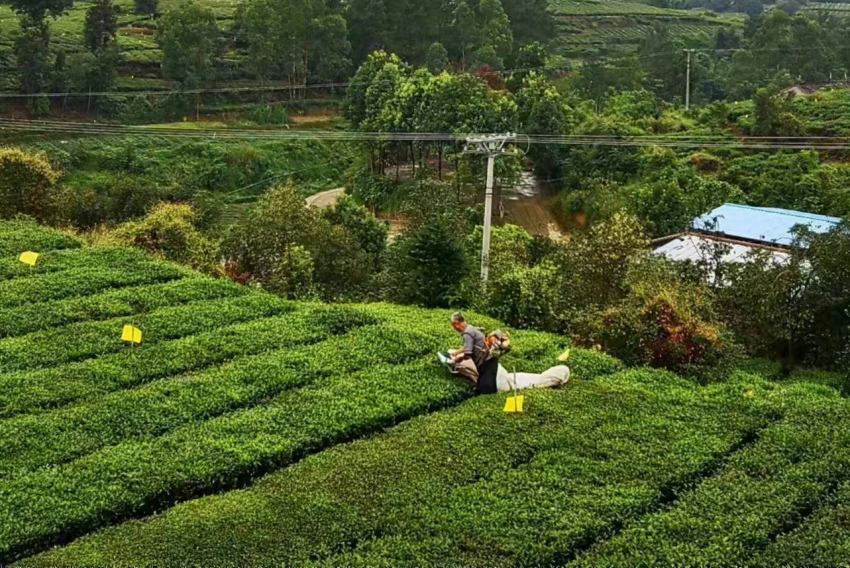 茶農(nóng)在茶園里采茶。榮縣縣委宣傳部供圖