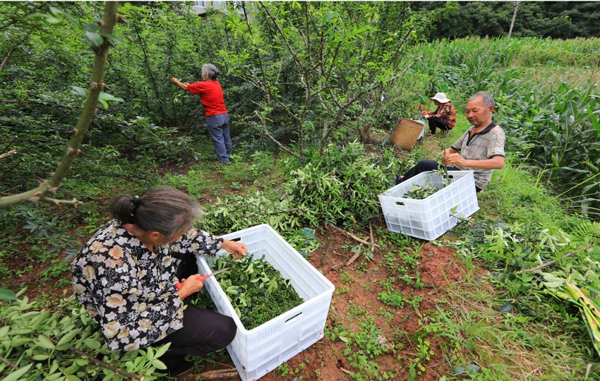 繼光村產(chǎn)業(yè)扶貧藤椒喜獲豐收。繼光鎮(zhèn)人民政府供圖