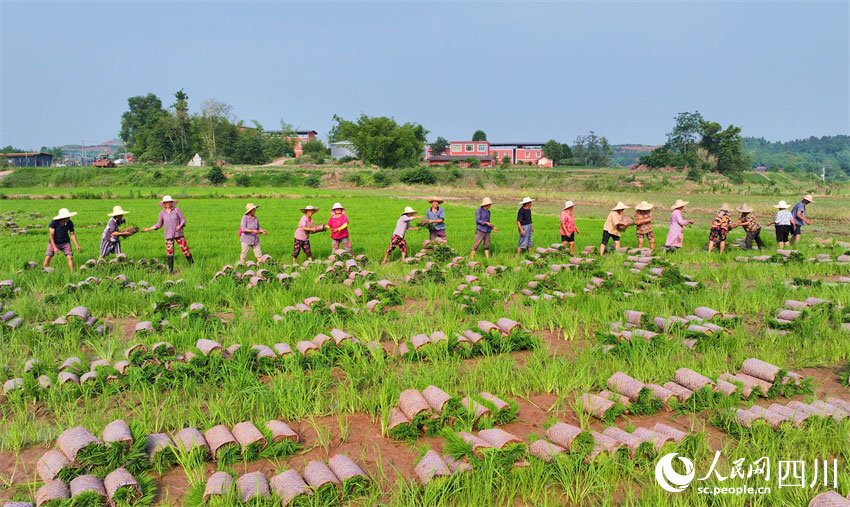 草帽成風景，勞動美家園。人民網(wǎng)記者 劉海天攝