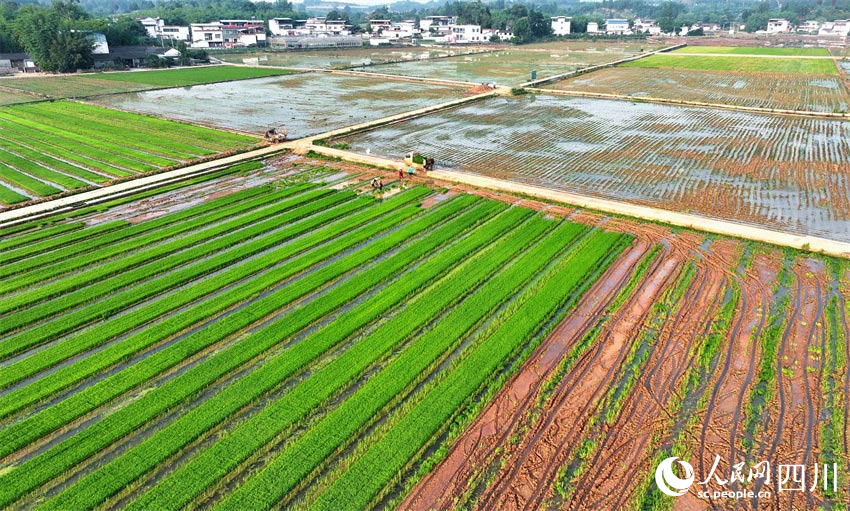 插秧天府地，作畫綠水田。人民網(wǎng)記者 劉海天攝