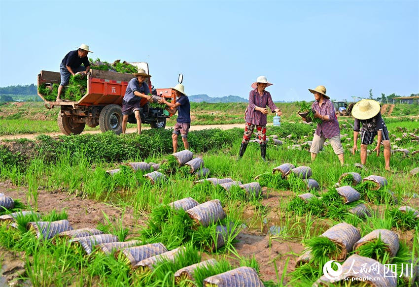 足下青苗盛，臉上笑容甜。人民網(wǎng)記者 劉海天攝