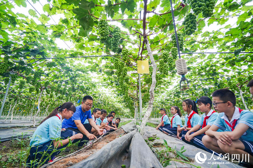 6月13日，眉山市彭山區(qū)實驗小學(xué)學(xué)生前往當(dāng)?shù)氐钠咸逊N植基地開展勞動教育社會實踐活動，學(xué)生們在了解數(shù)字化葡萄種植技術(shù)。翁光建攝